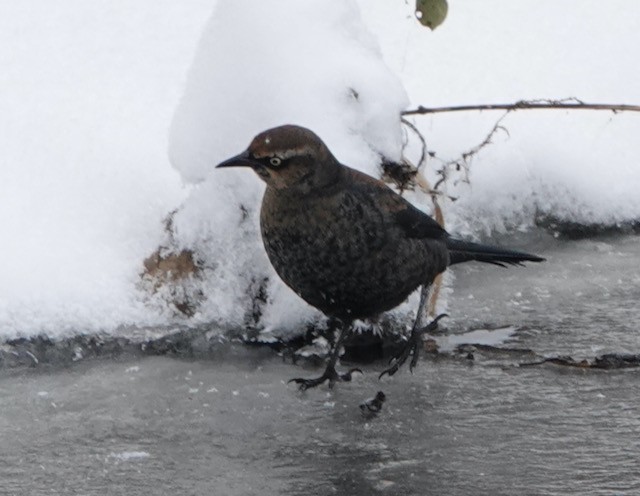 Rusty Blackbird - ML646767770