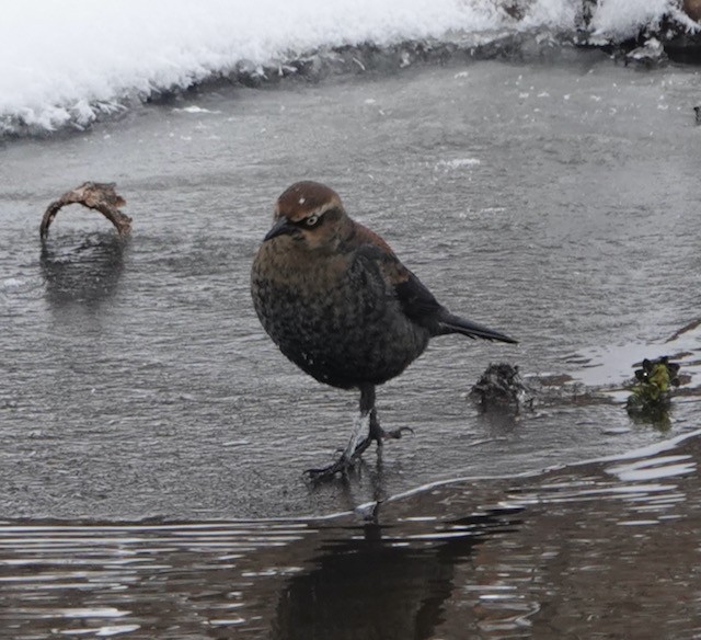 Rusty Blackbird - ML646767771