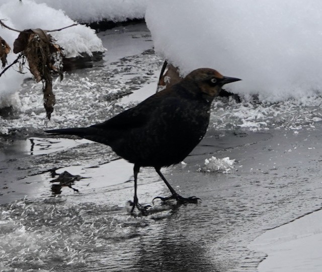 Rusty Blackbird - ML646767772
