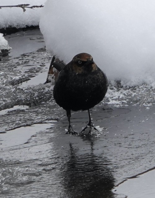 Rusty Blackbird - ML646767773