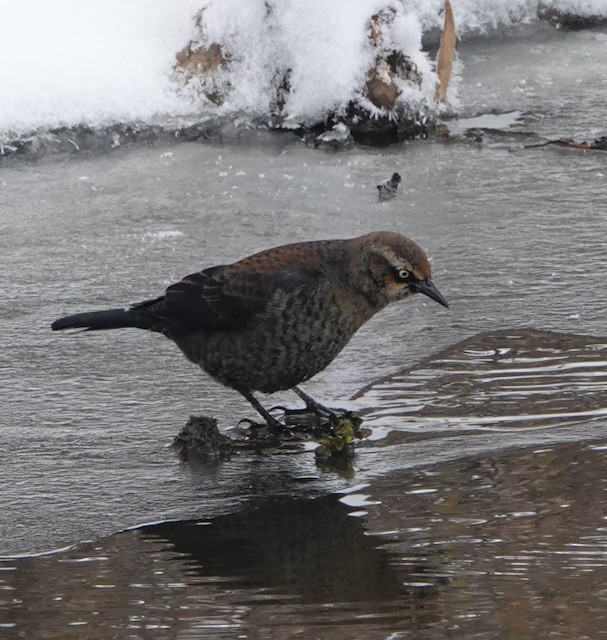 Rusty Blackbird - ML646767774