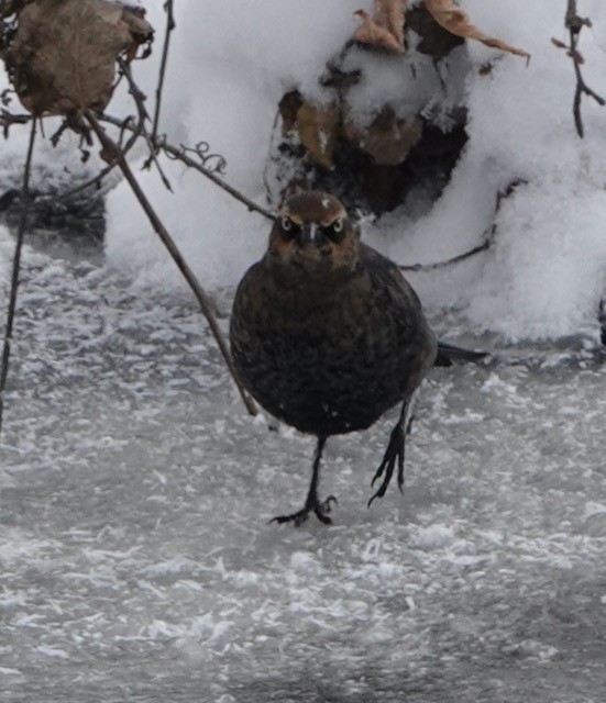 Rusty Blackbird - ML646767775