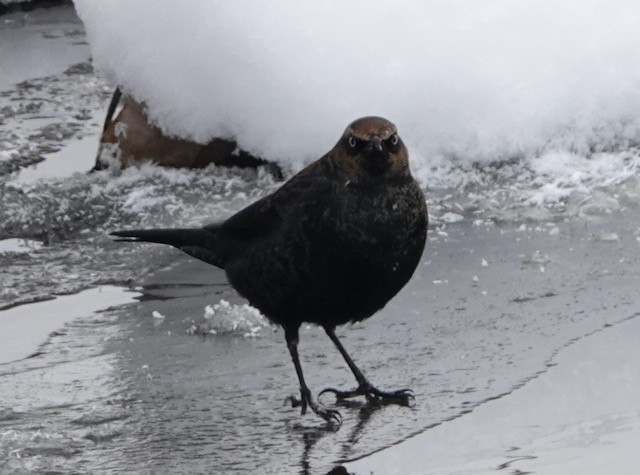 Rusty Blackbird - ML646767776