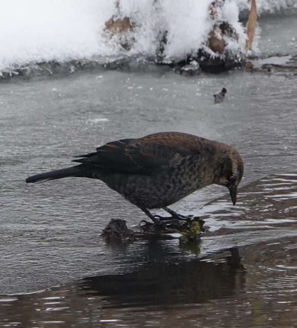 Rusty Blackbird - ML646767777