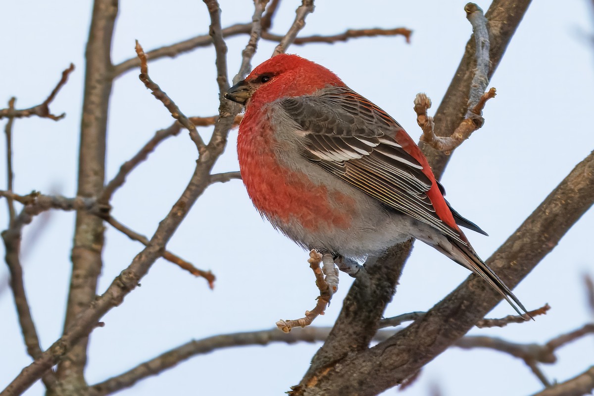 ギンザンマシコ - ML646767778