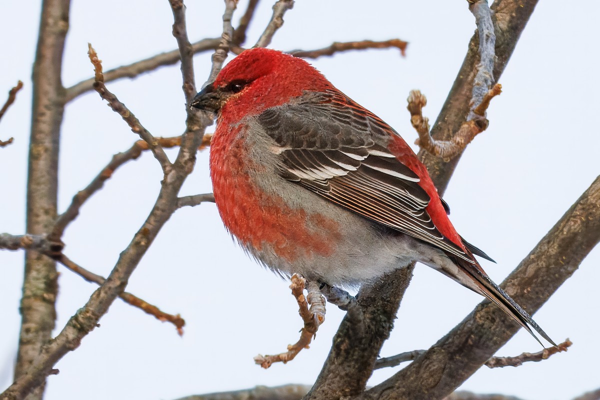 ギンザンマシコ - ML646767780