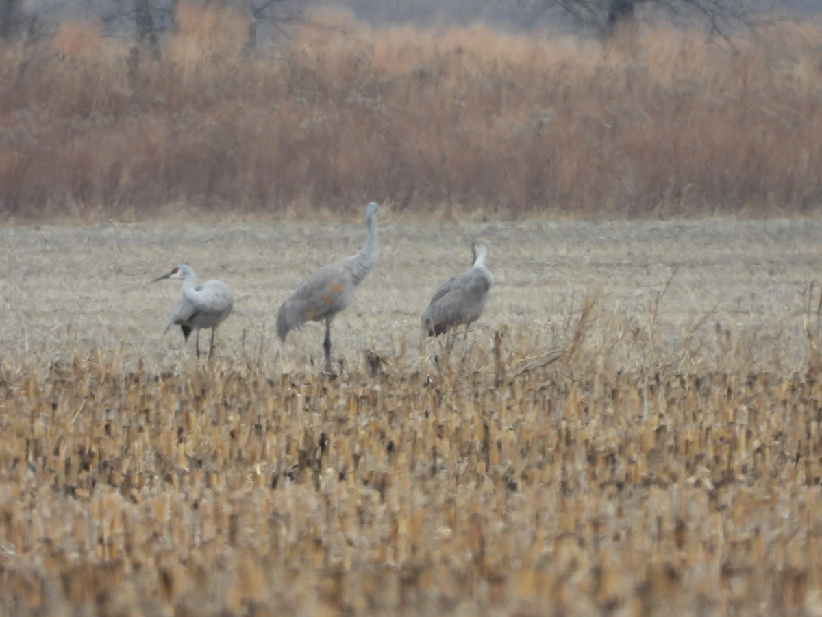Канадский журавль - ML646767781