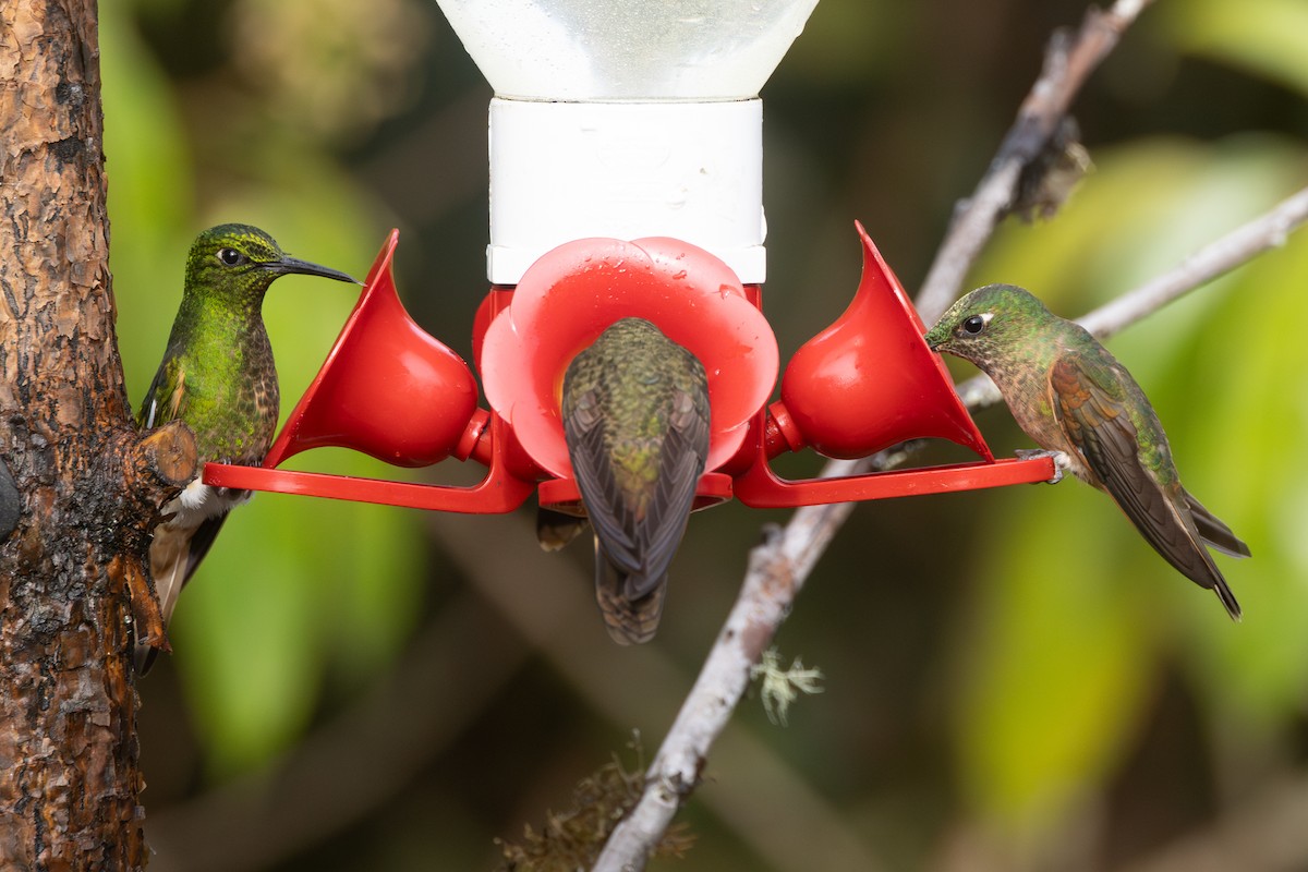 Fawn-breasted Brilliant - ML646767785