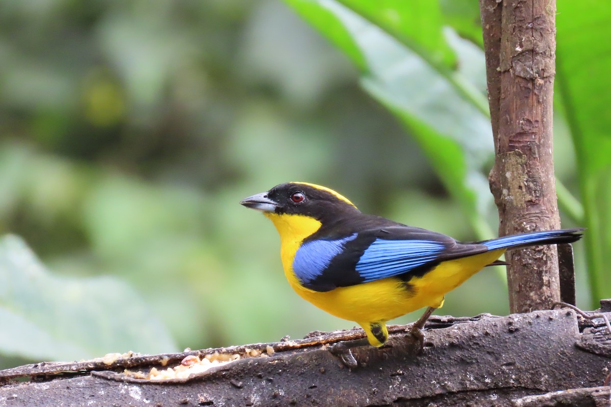 blåvingetanagar - ML646767790