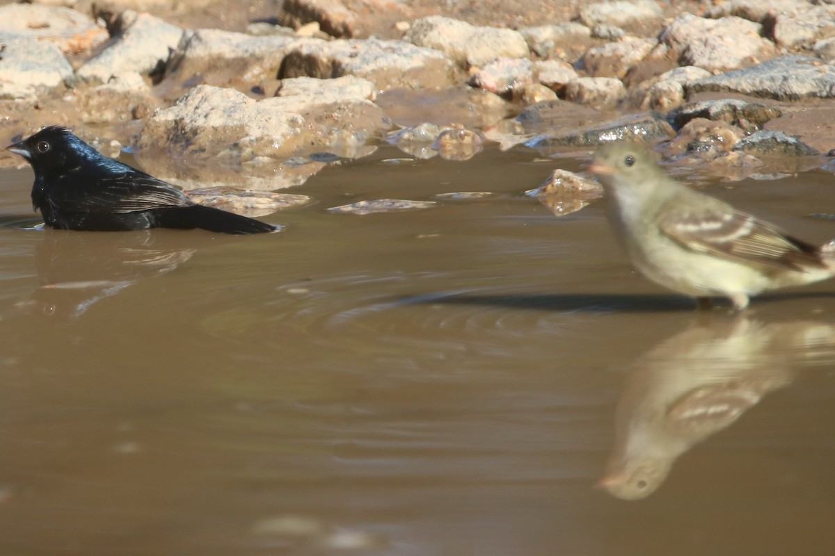 Small-billed Elaenia - ML646767792