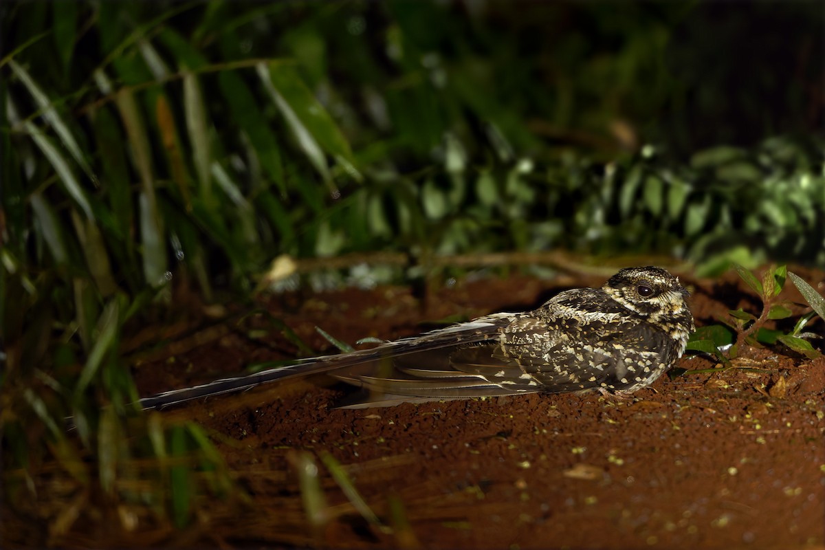 Long-trained Nightjar - ML646767793