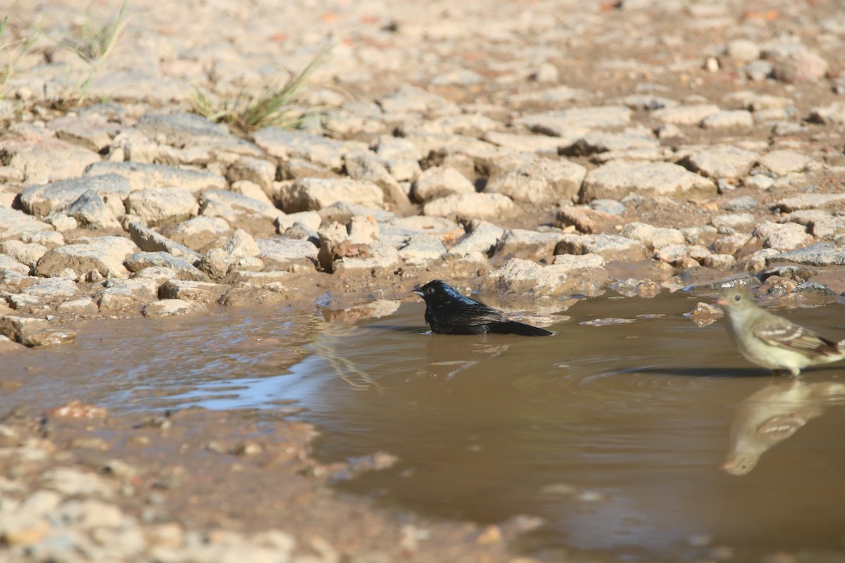 Blue-black Grassquit - ML646767796