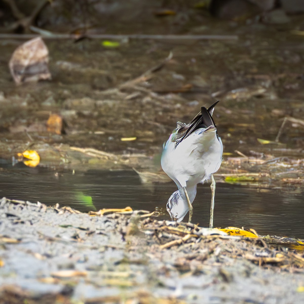 Common Greenshank - ML646767803