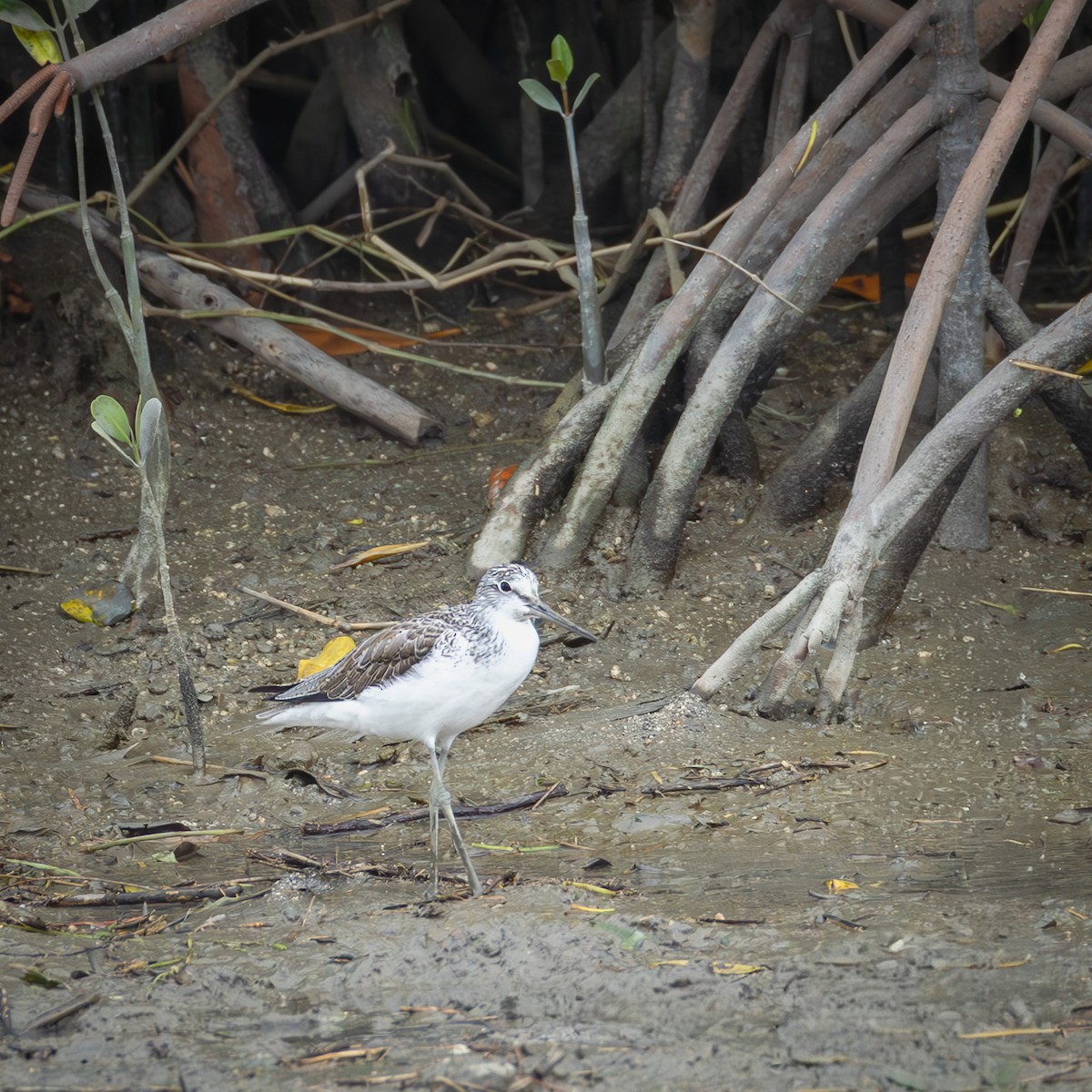 Common Greenshank - ML646767804