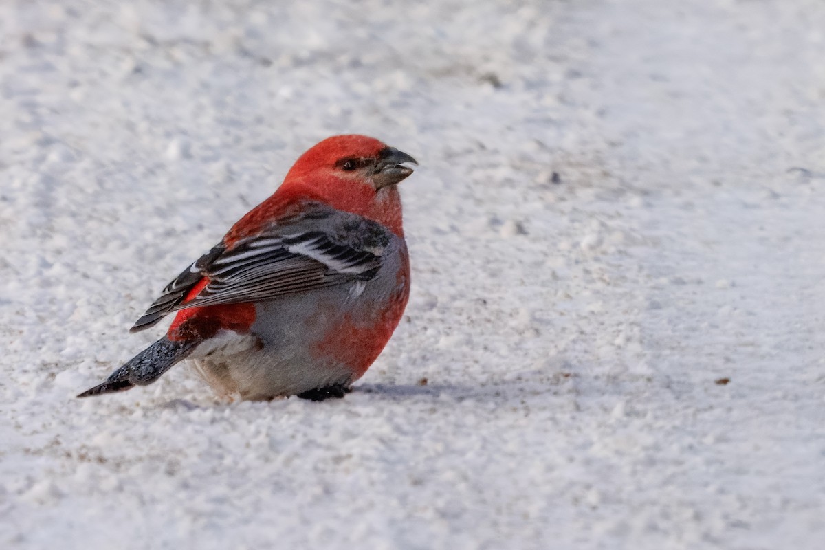 ギンザンマシコ - ML646767807