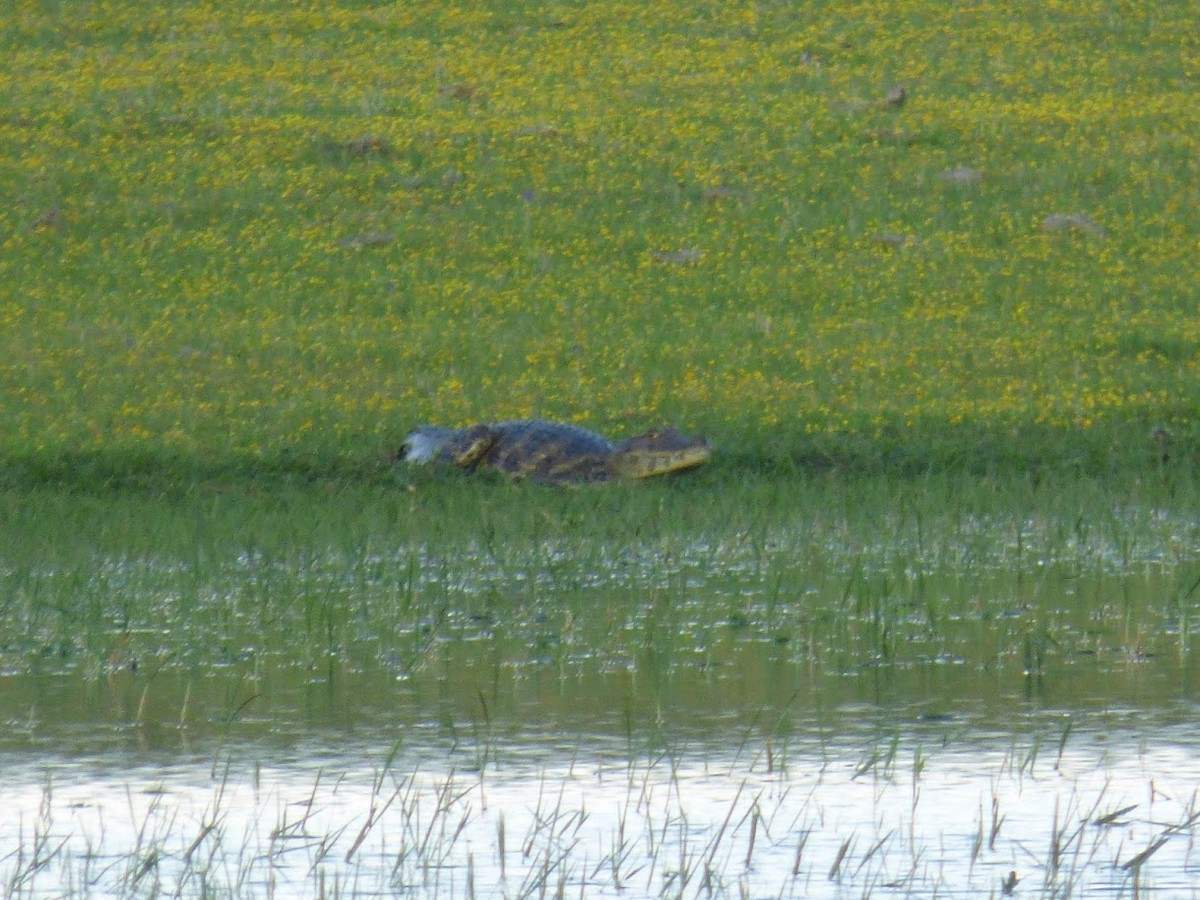 Typical Caimans - ML646767808