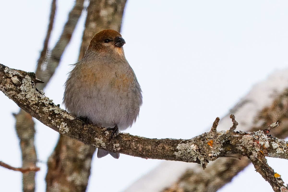 ギンザンマシコ - ML646767812