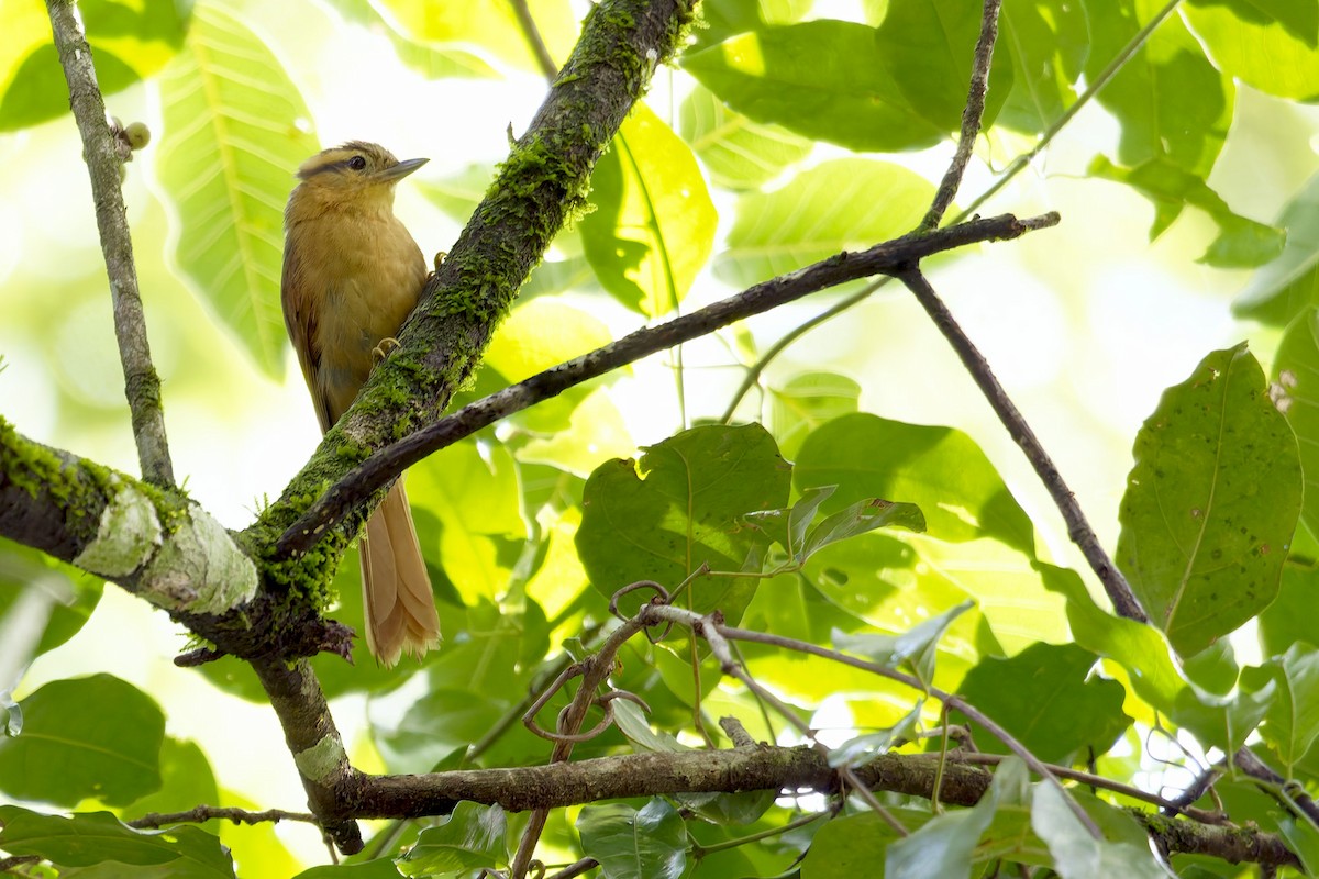 Ochre-breasted Foliage-gleaner - ML646767814