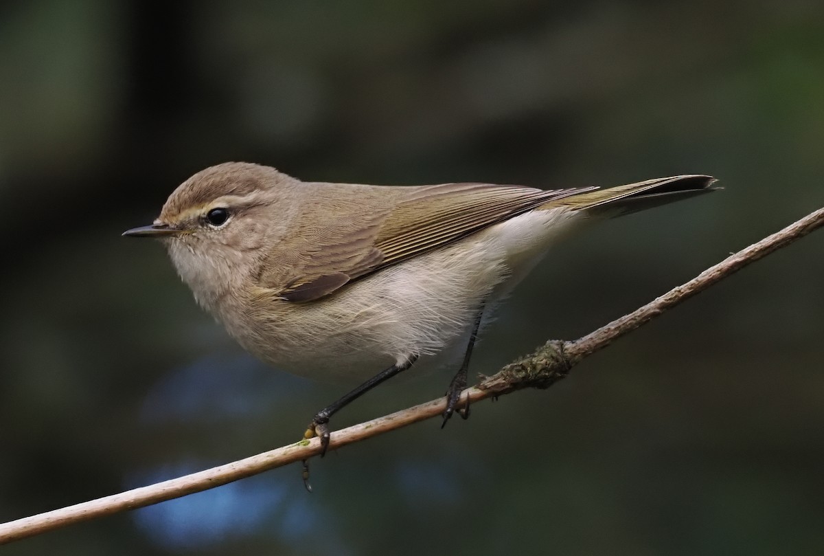 Пеночка-теньковка (tristis) - ML646767815