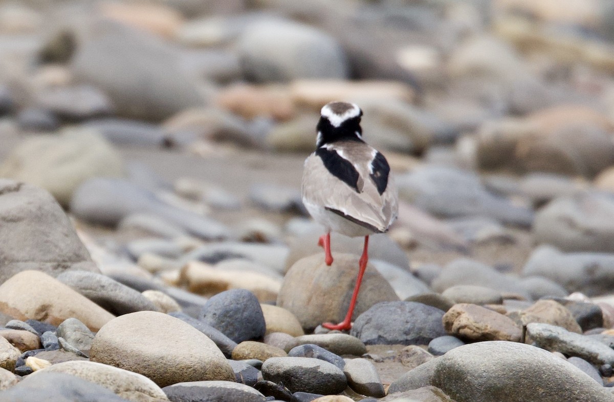 Vanneau de Cayenne - ML646767819