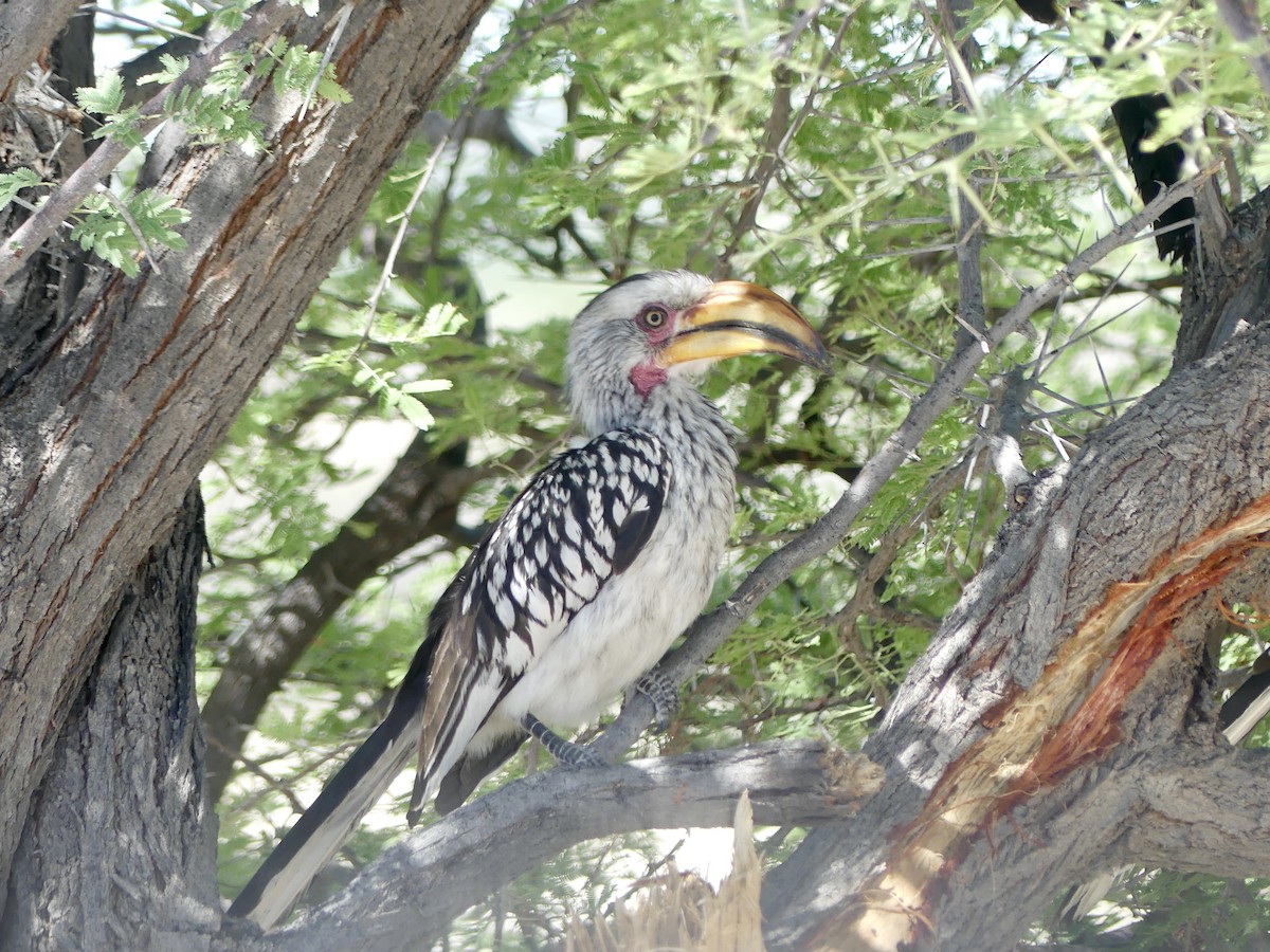 Nübye Boynuzgagası - ML646767823