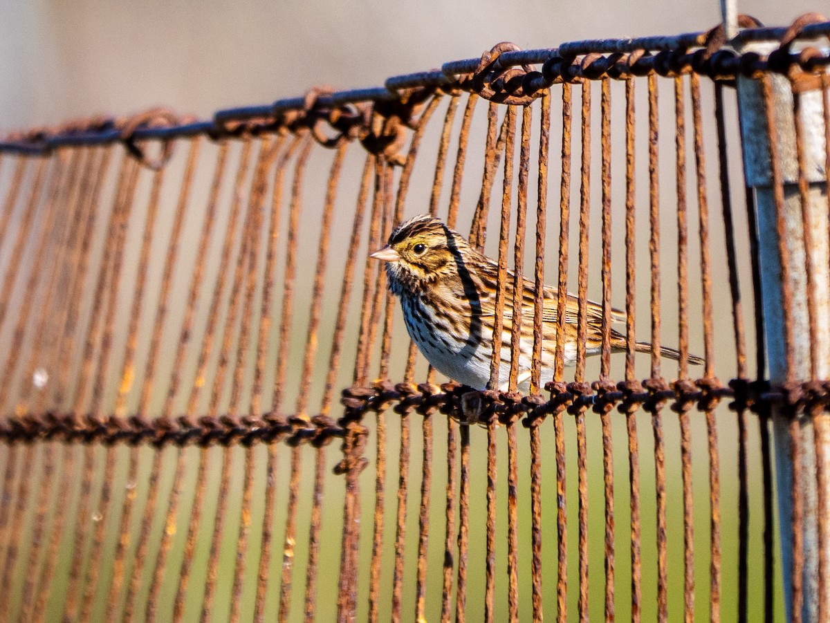 Savannah Sparrow - ML646767824