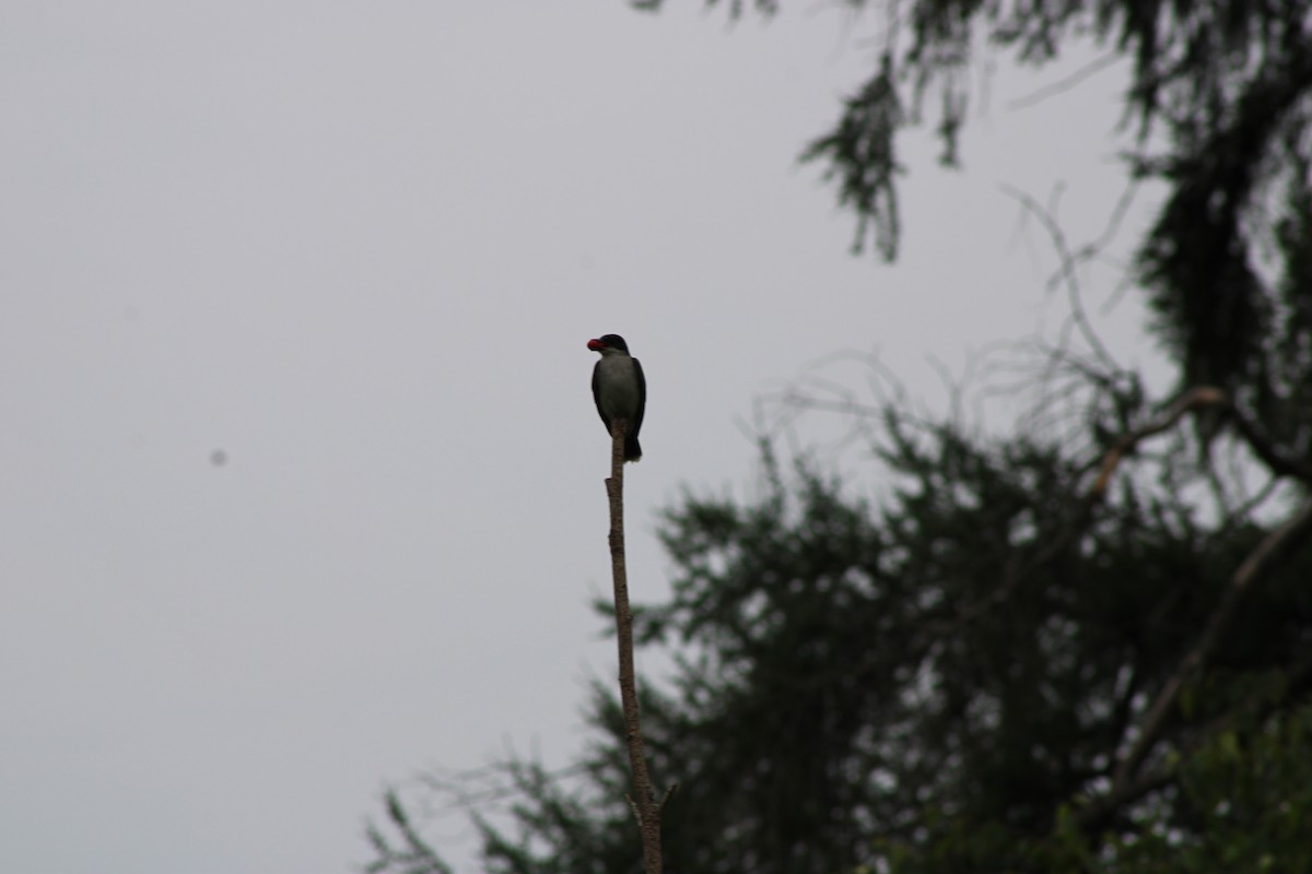 Tirano Oriental - ML646767830