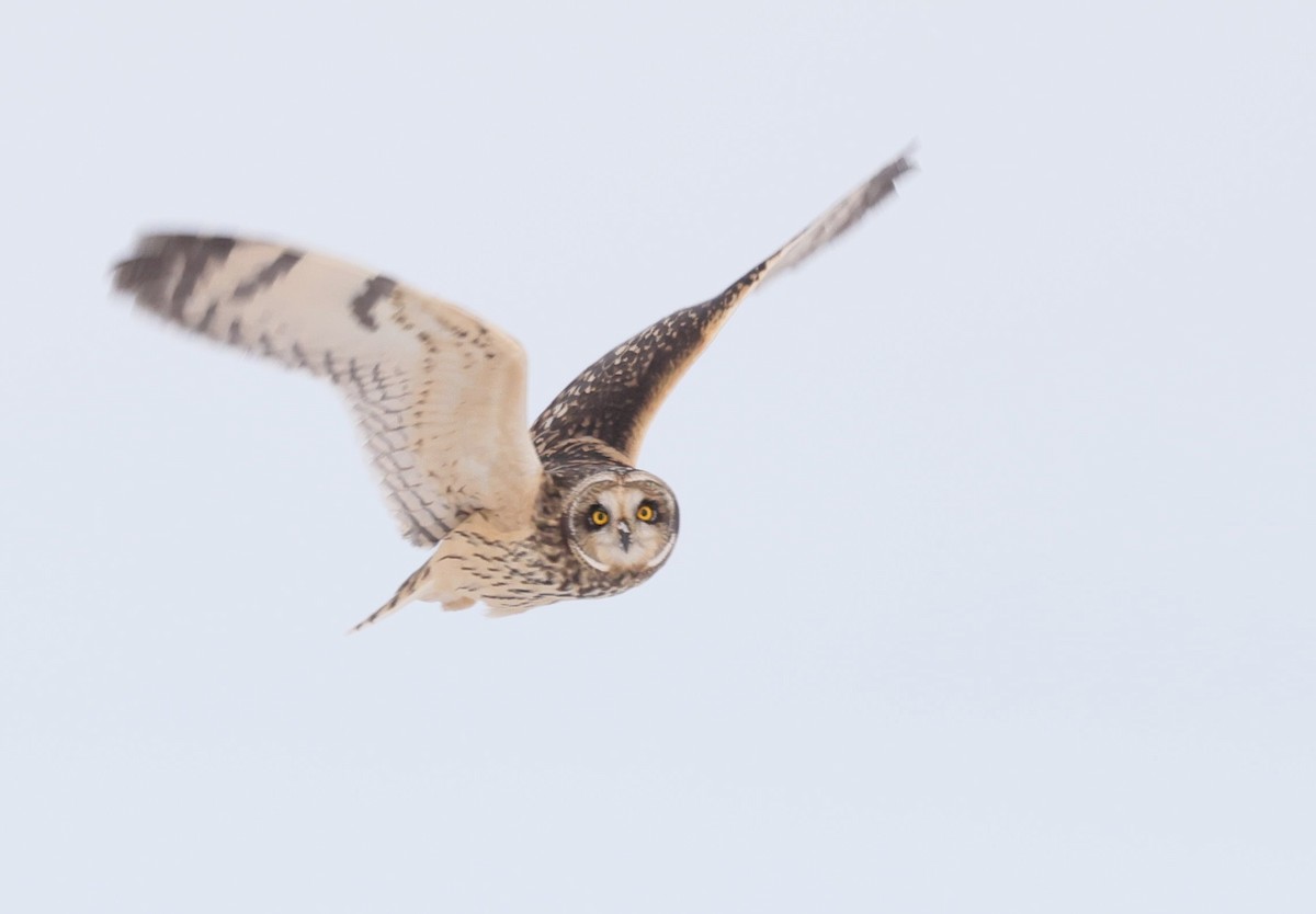 Zingira-hontza - ML646767832