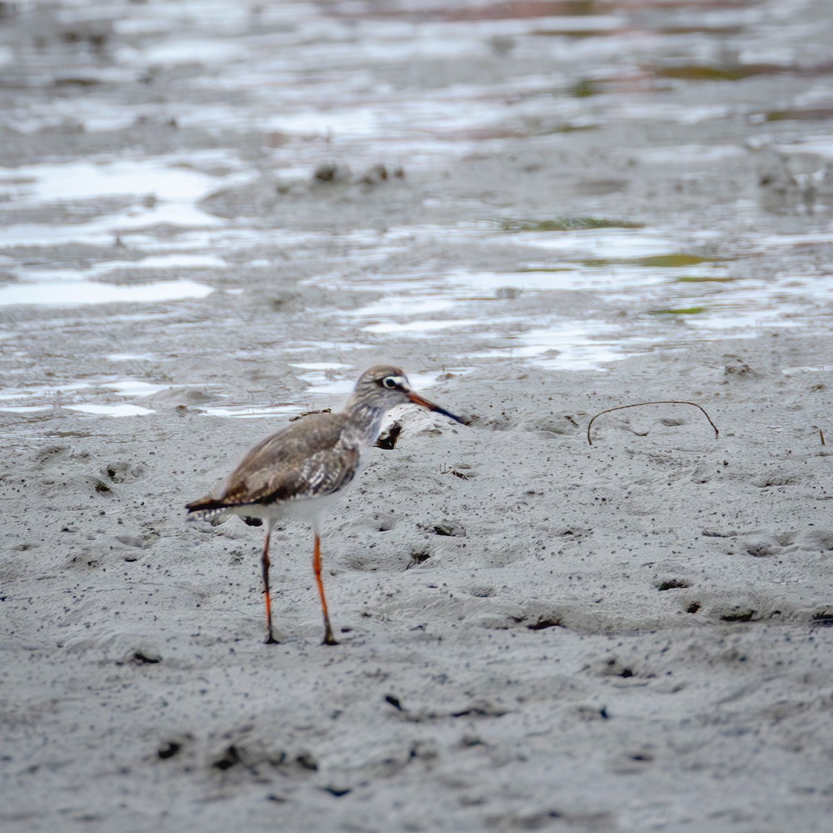 Common Redshank - ML646767834