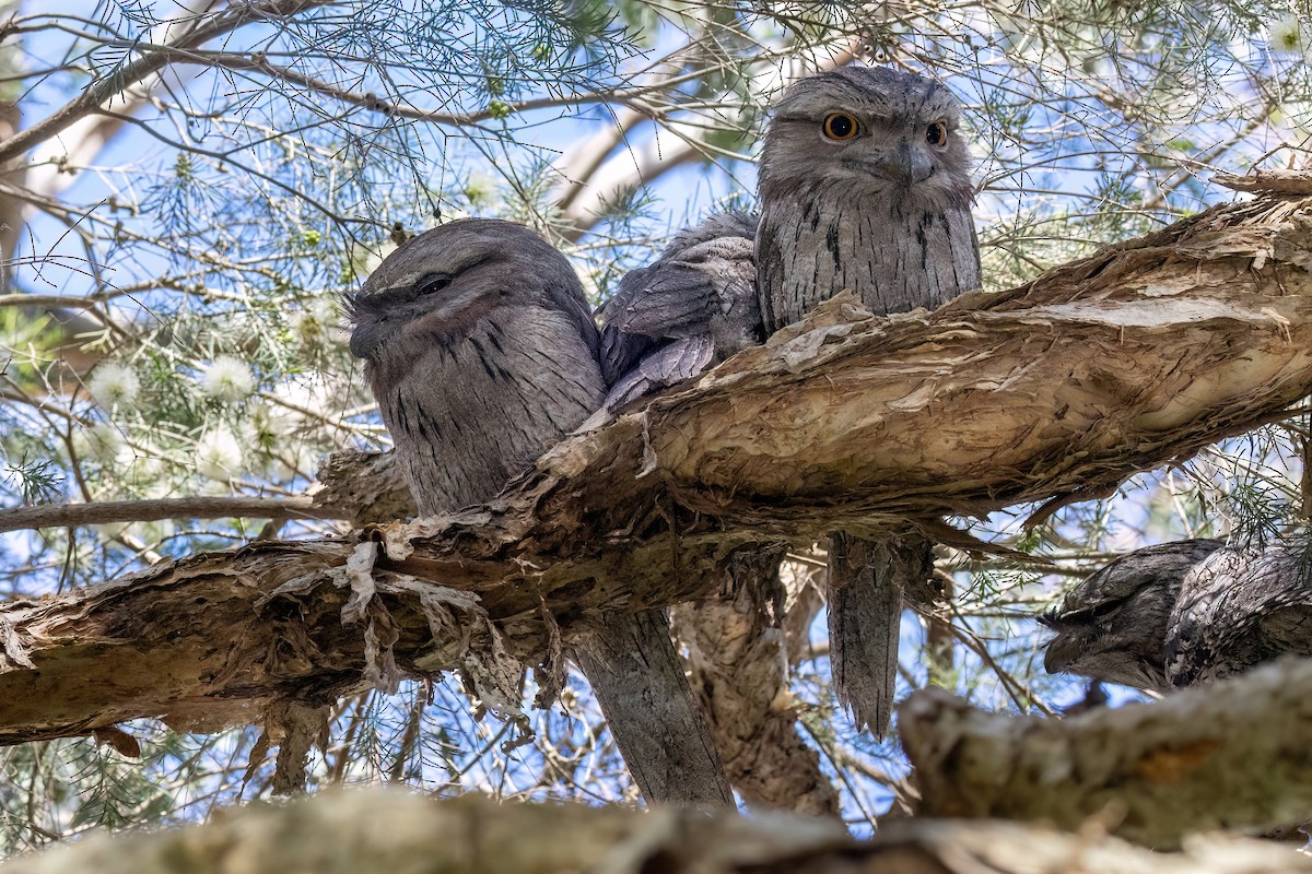 Tawny Frogmouth - ML646767836