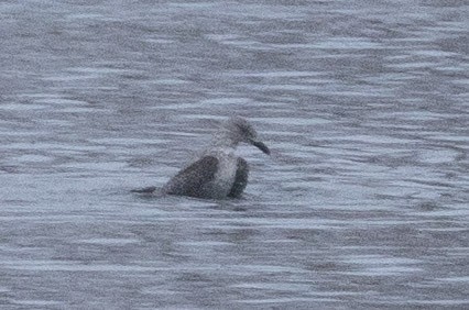 שחף בלתי-מזוהה - ML646767837