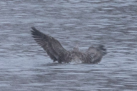 שחף בלתי-מזוהה - ML646767838