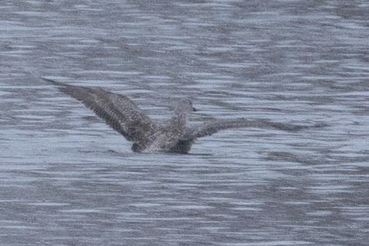 שחף בלתי-מזוהה - ML646767839