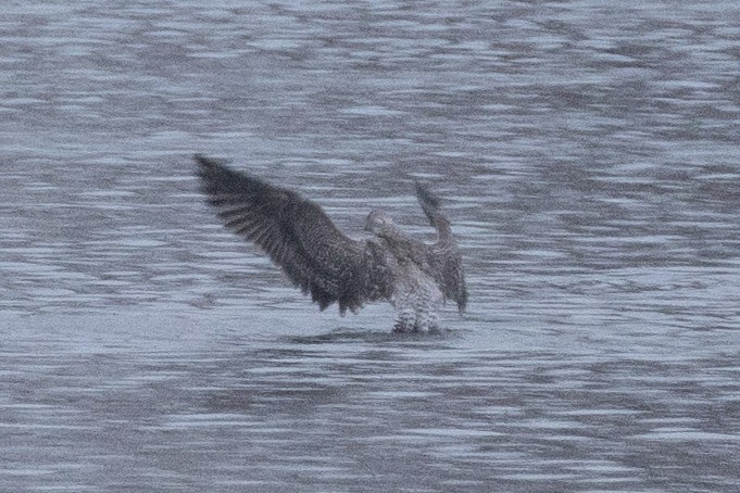 שחף בלתי-מזוהה - ML646767840