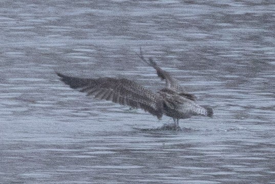 שחף בלתי-מזוהה - ML646767841