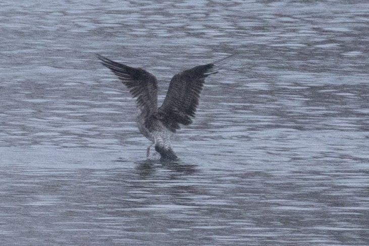 שחף בלתי-מזוהה - ML646767842