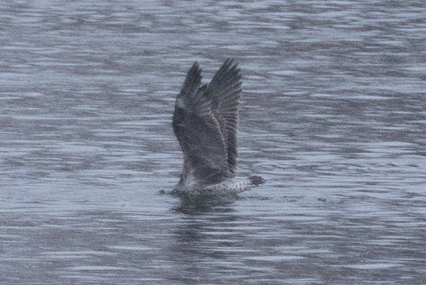 שחף בלתי-מזוהה - ML646767843