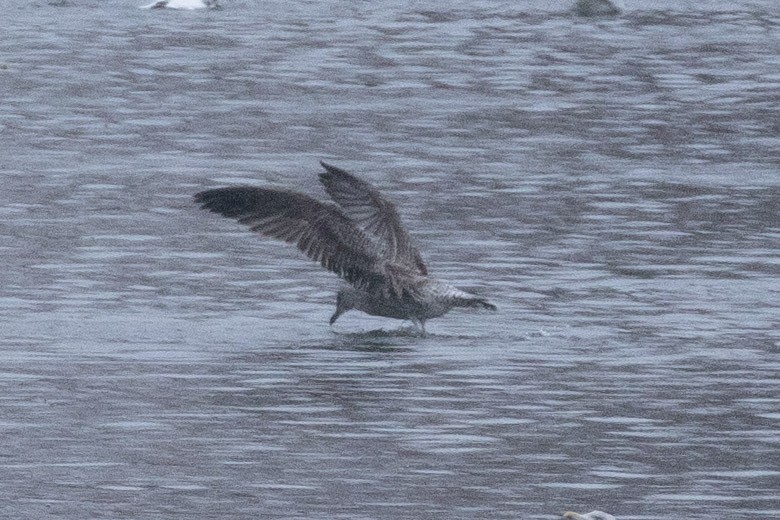 שחף בלתי-מזוהה - ML646767844
