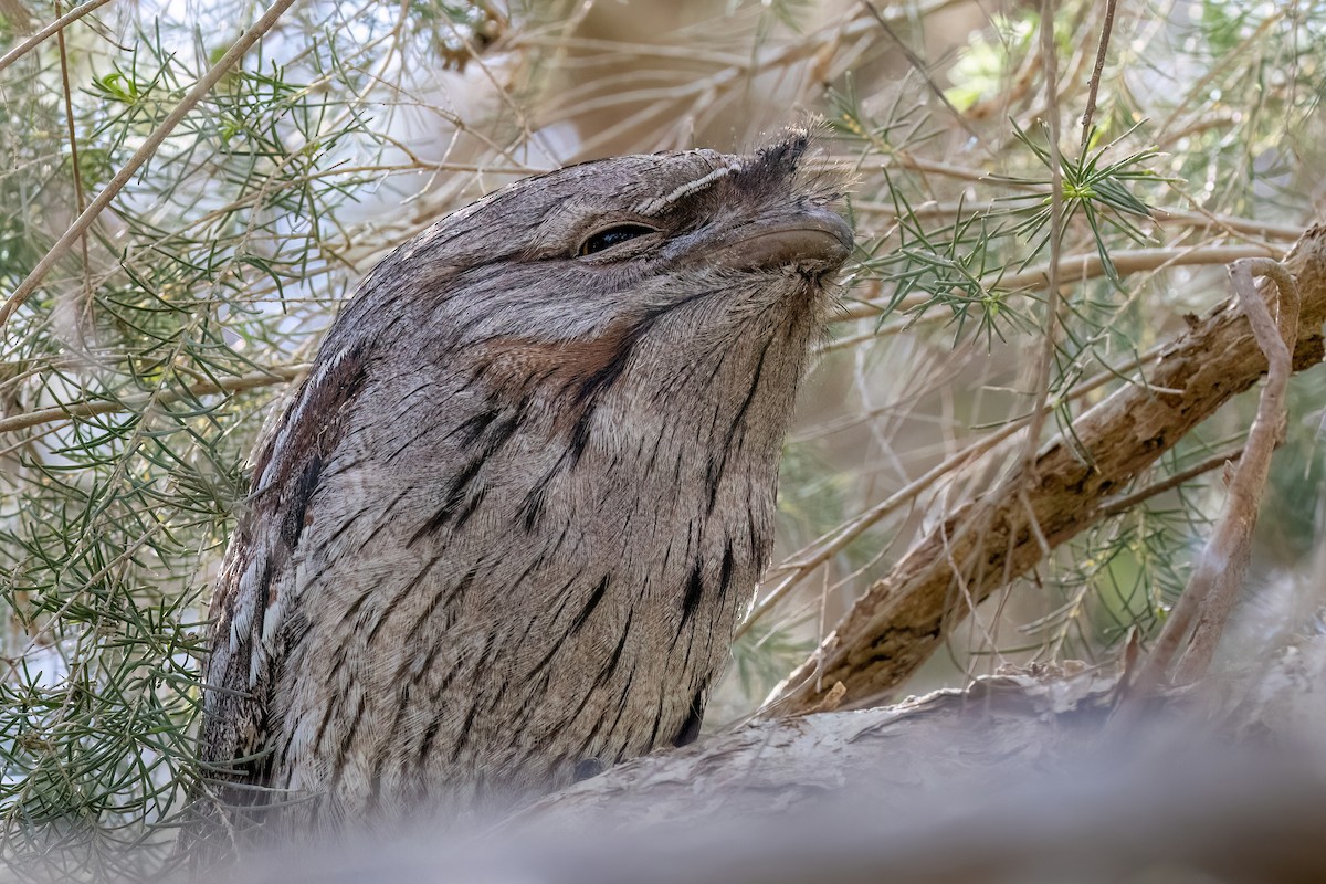Tawny Frogmouth - ML646767847