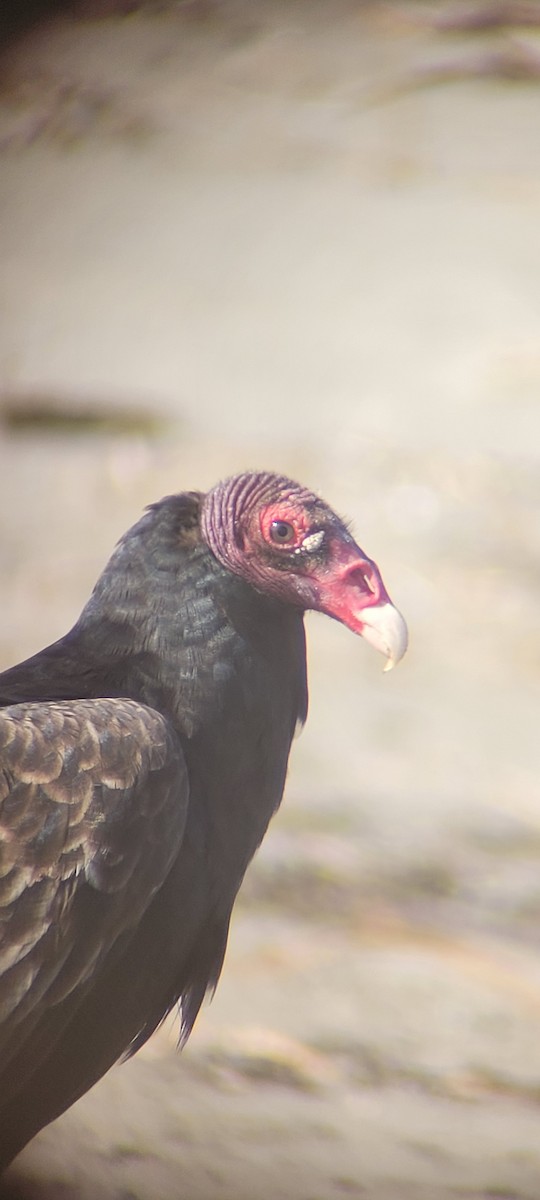 Turkey Vulture - ML646767849