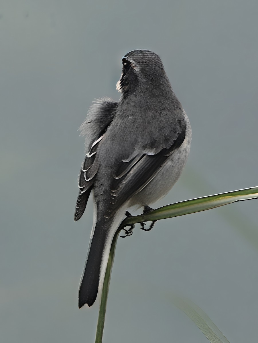 Pitxartxar grisa - ML646767855