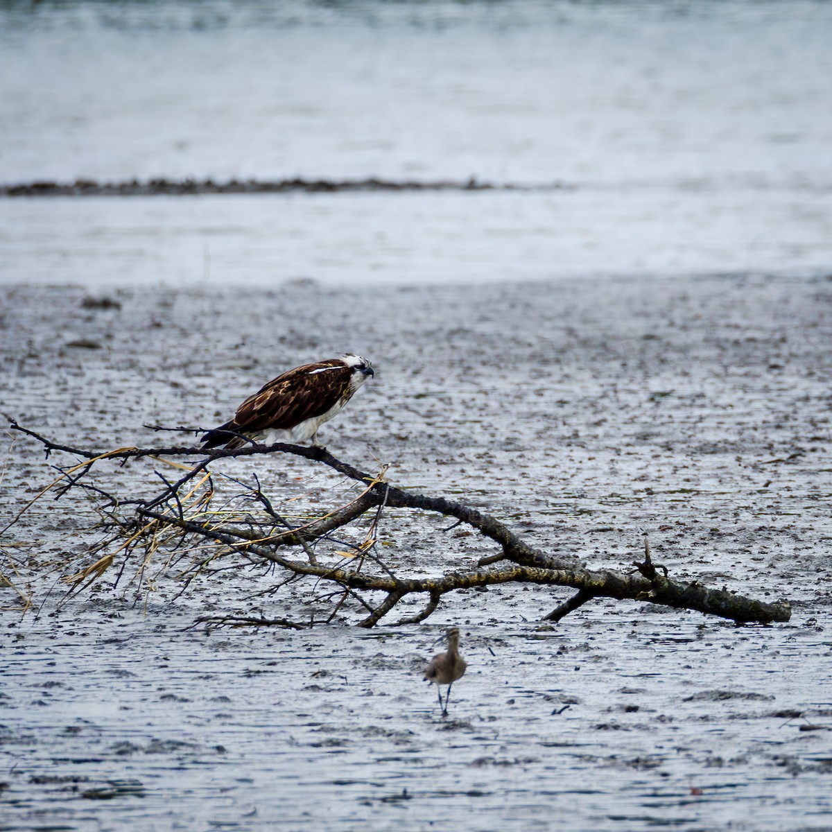 Osprey - ML646767856