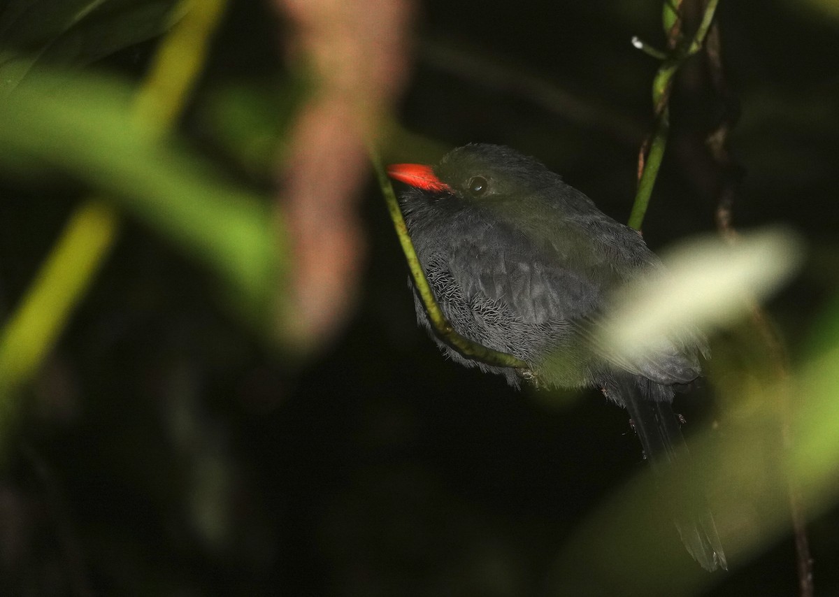 クロビタイアマドリ - ML646767862