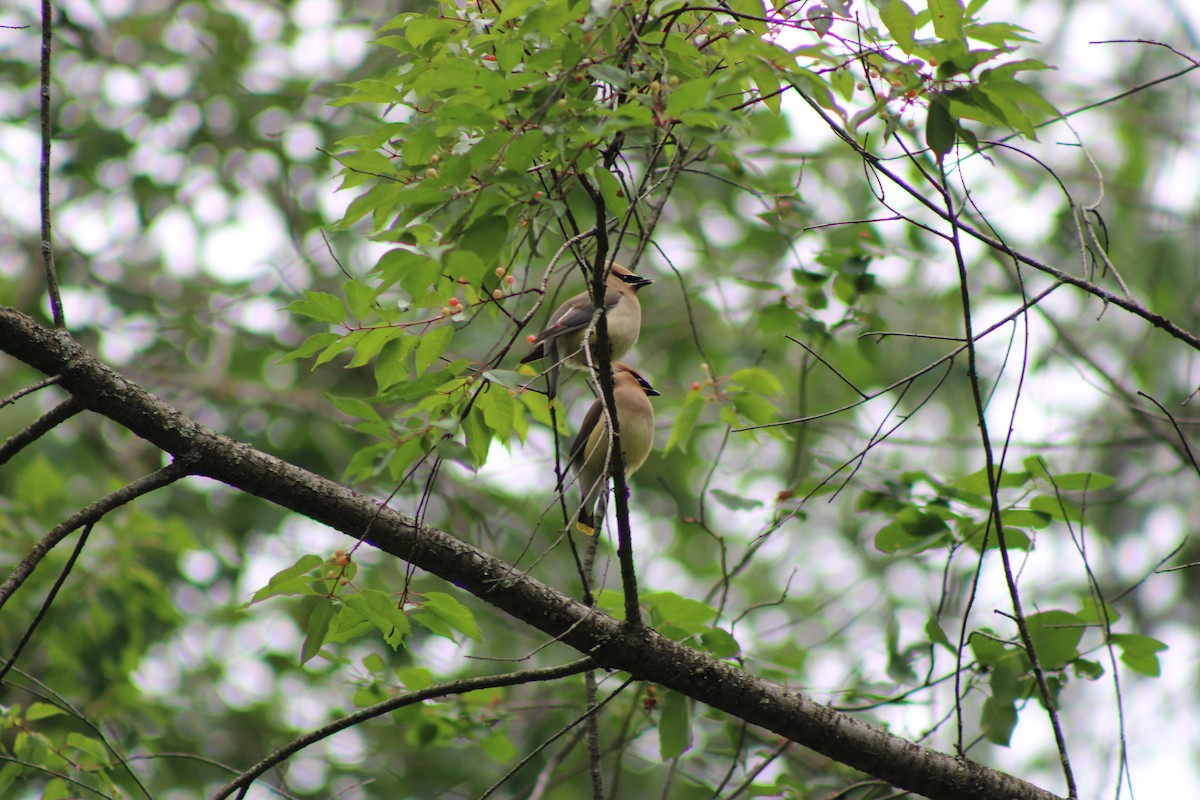 Cedar Waxwing - ML646767863