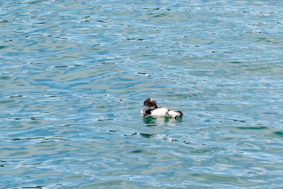 Малый пингвин - ML646767868