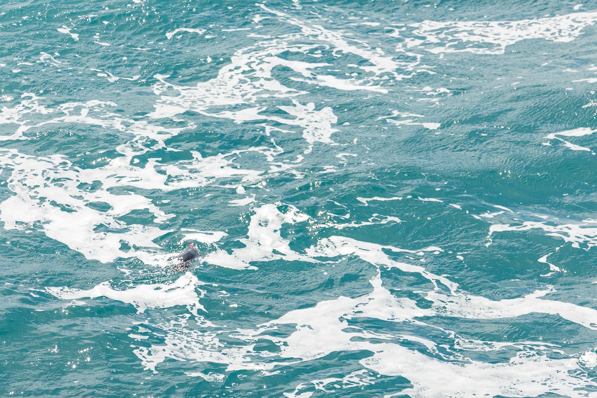 Малый пингвин - ML646767869