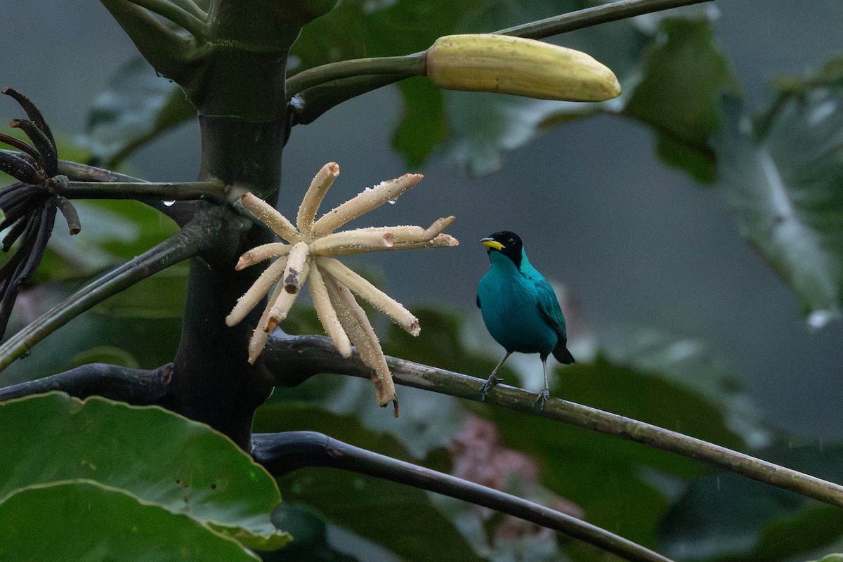 Mielerito Verde - ML646767870