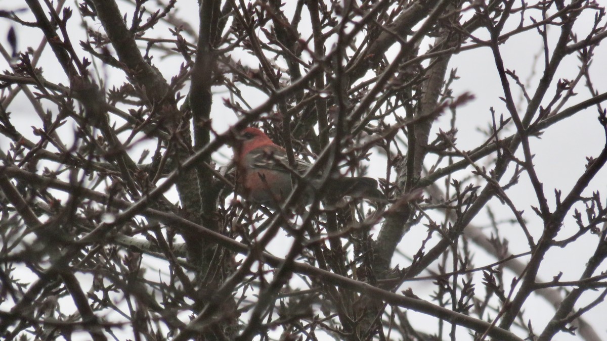 ギンザンマシコ - ML646767872