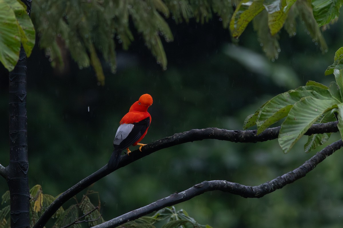 Andean Cock-of-the-rock - ML646767877