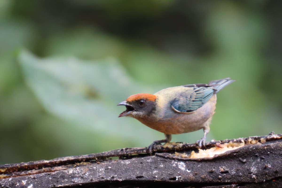 Scrub Tanager - ML646767879